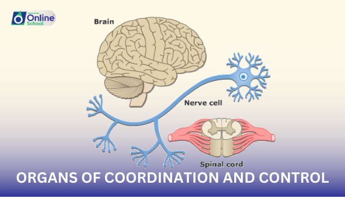 Lesson 04: Organs of Coordination and Control